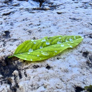 #nature #beauty #amazing #leaves #waterdrop